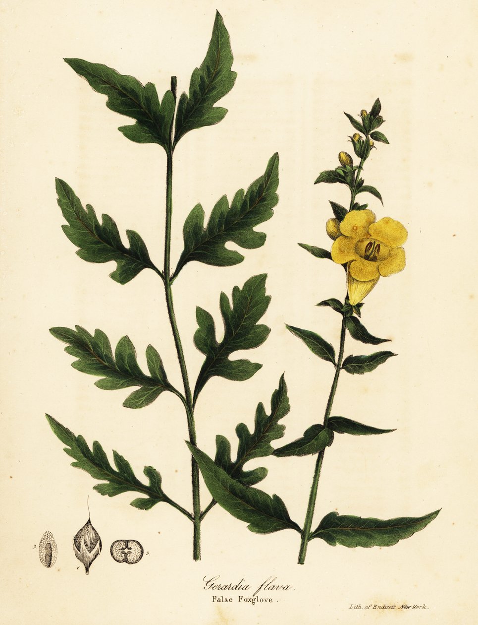 Falsa dedalera, Aureolaria flava (Gerardia flava) de Endicott Endicott