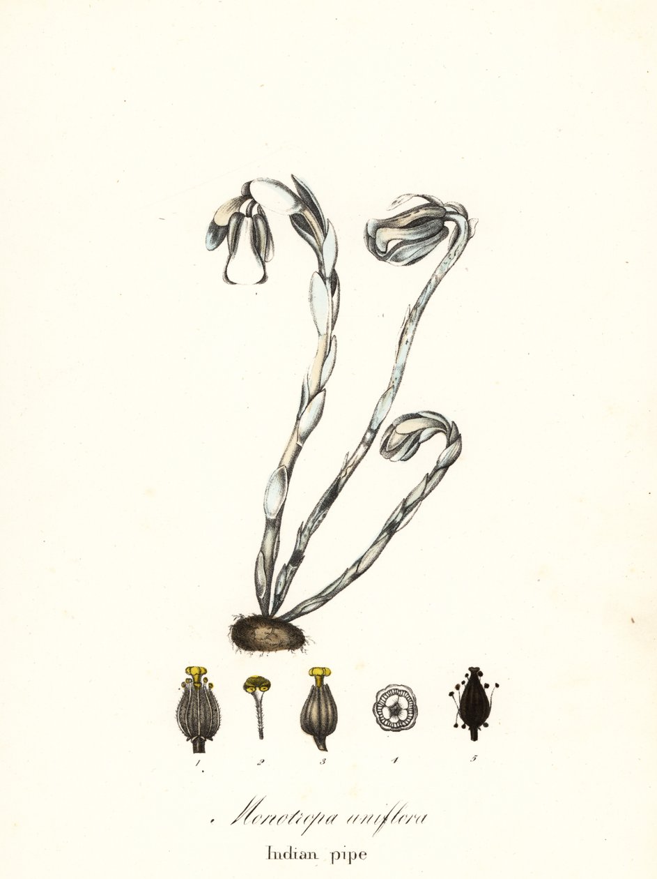 Planta fantasma, pipa fantasma, pipa india o planta cadáver, Monotiopa uniflora de Endicott Endicott