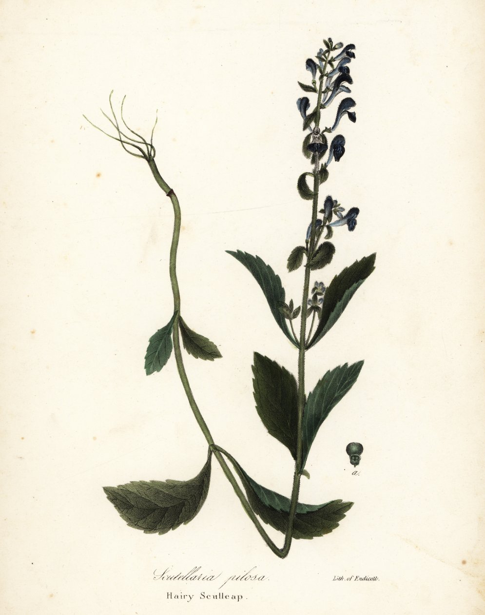 Escutelaria peluda, Scutellaria elliptica (Scutellaria pilosa) de Endicott Endicott