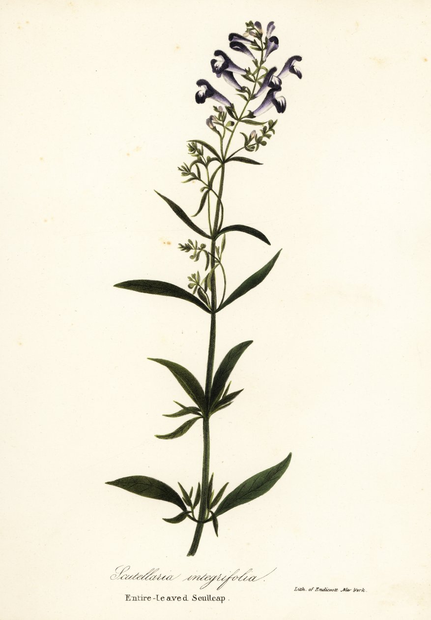 Flor de casco, escutelaria de casco o escutelaria de hoja entera, Scutellaria integrifolia de Endicott Endicott