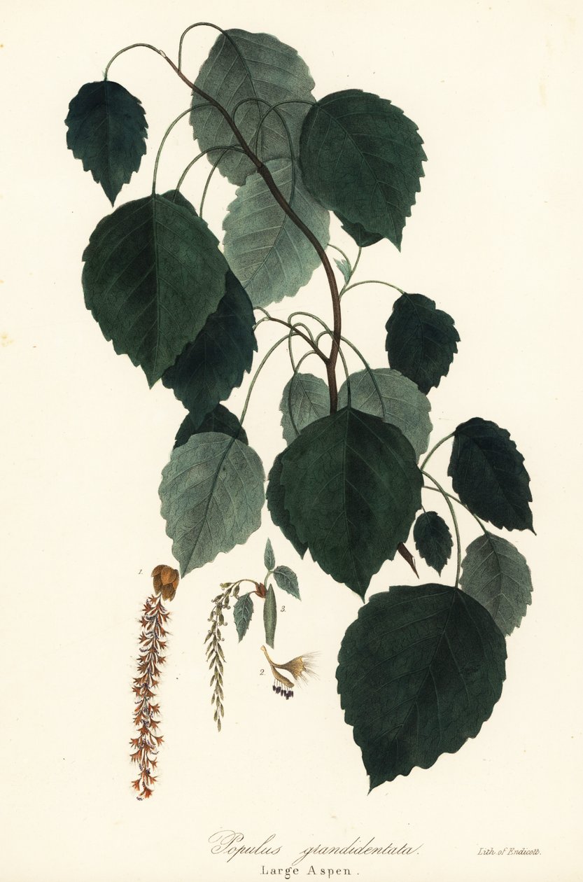 Álamo grande, álamo de dientes grandes, álamo americano, álamo canadiense o álamo blanco, Populus grandidentata de Endicott Endicott
