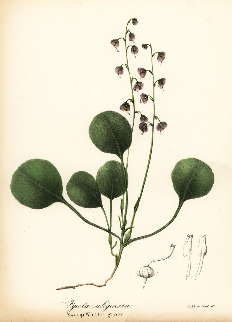 Gaulteria de hoja de hígado, gaulteria de pantano o gaulteria rosa, Pyrola asarifolia (gaulteria de pantano, Pyrola uliginosa) de Endicott Endicott