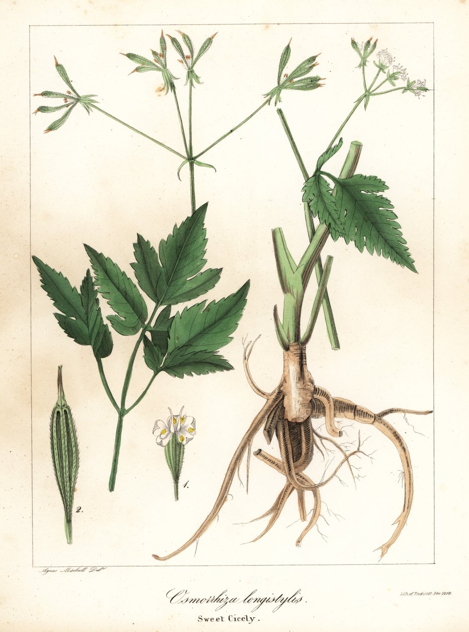 Cicely dulce de estilo largo, sweetroot de estilo largo o sweet cicely, Osmorhiza longistylis de Endicott Endicott