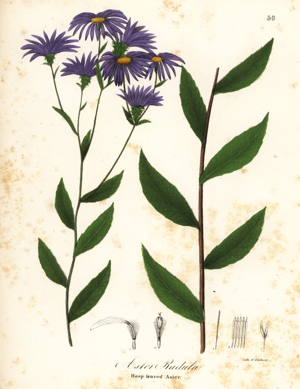 Aster áspero bajo o aster de madera áspera, Eurybia radula (Rasp-leaved aster, Aster radula) de Endicott Endicott