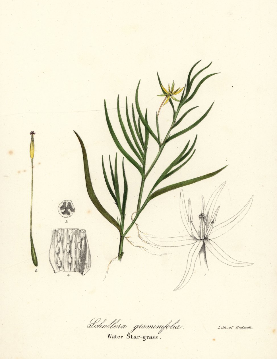 Plátano de barro o jacinto de agua, Heteranthera dubia (Hierba de agua, Schollera graminifolia) de Endicott Endicott