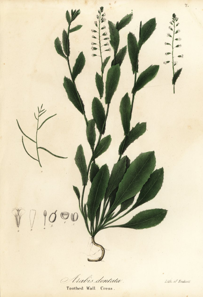 Murbeckiella pinnatifida (berro de pared dentado, Arabis dentata) de Endicott Endicott