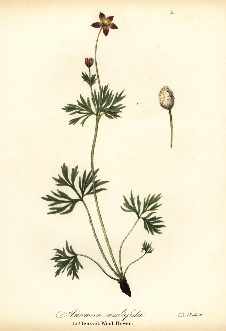 Anémona del Pacífico o flor de viento de hoja cortada, Anemone multifida de Endicott Endicott