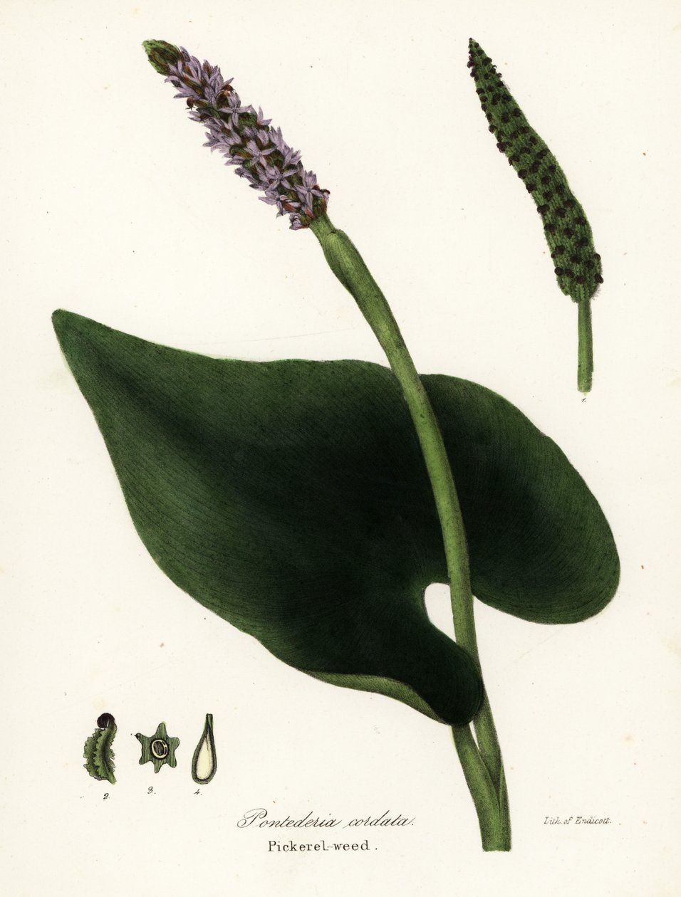 Hierba del pepino, Pontederia cordata de Endicott Endicott