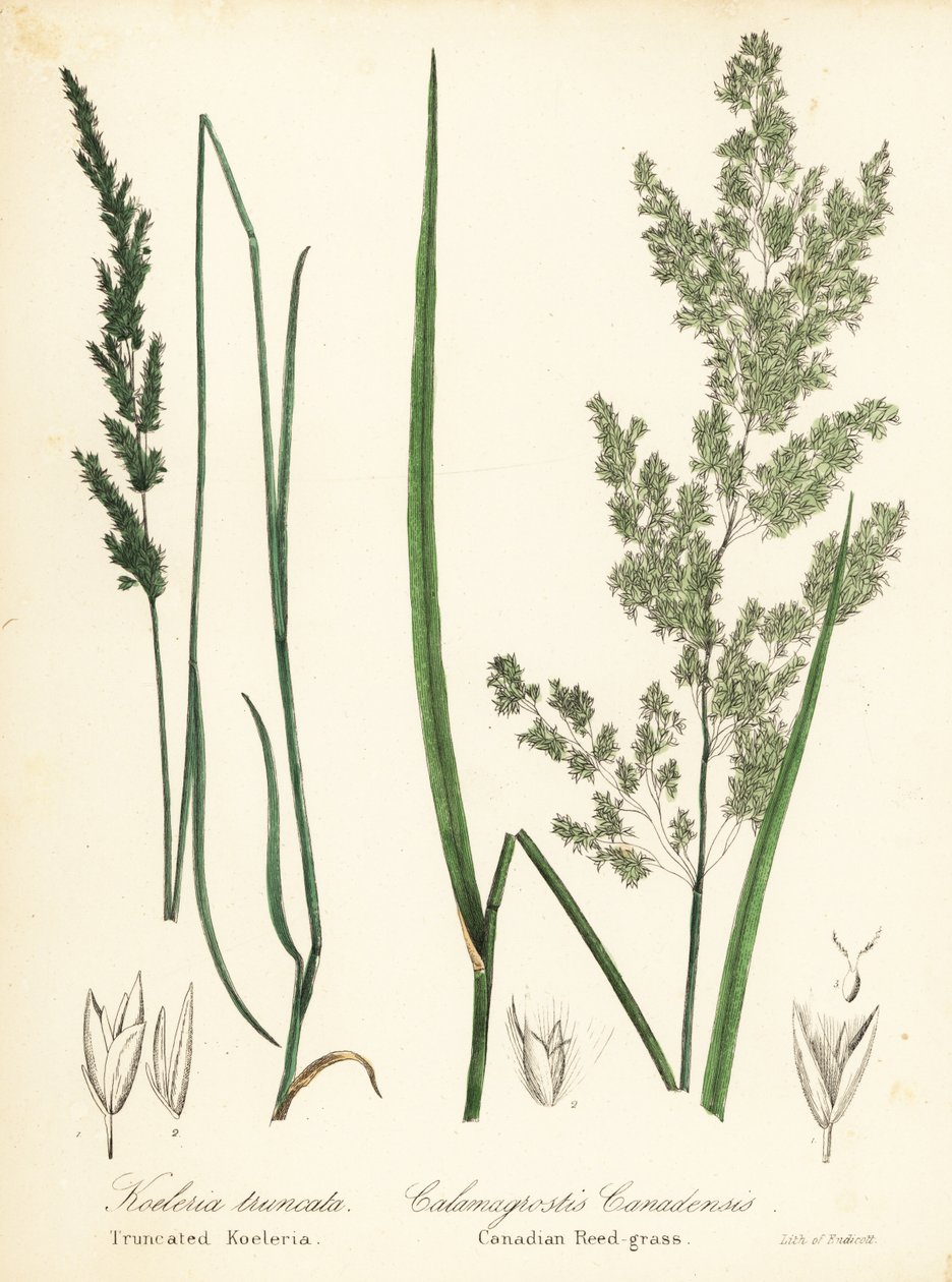 Sphenopholis obtusata y Calamagrostis canadensis de Endicott Endicott