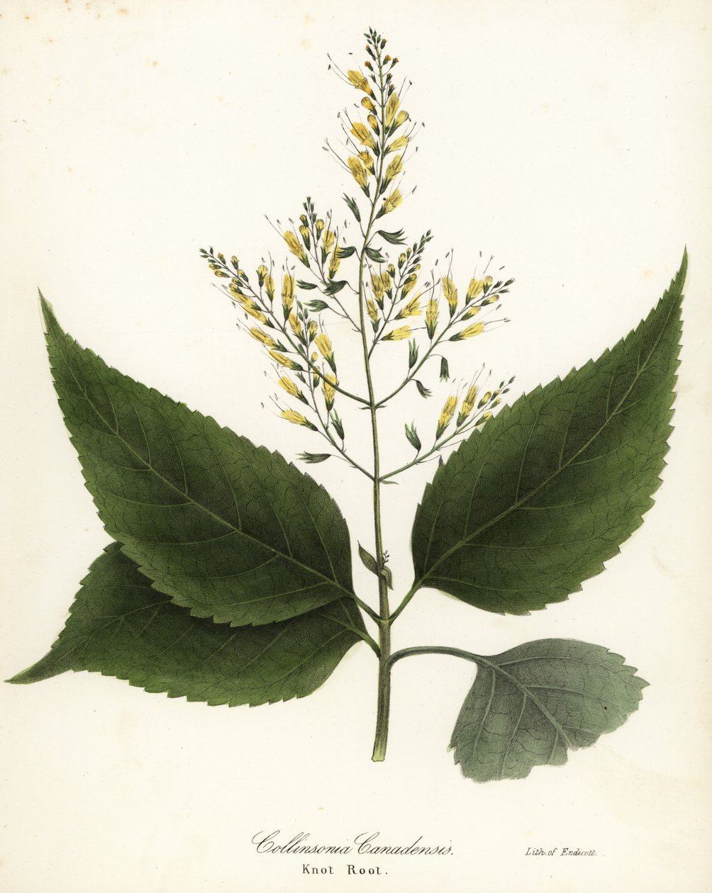 Richweed o raíz de nudo, Collinsonia canadensis de Endicott Endicott