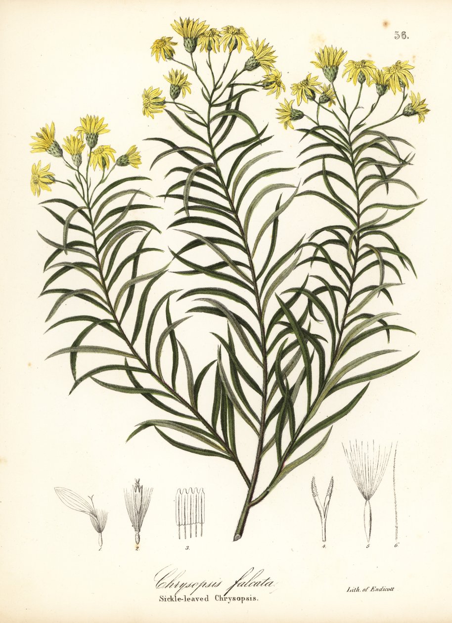 Pityopsis falcata (Chrysopsis falcata) de Endicott Endicott