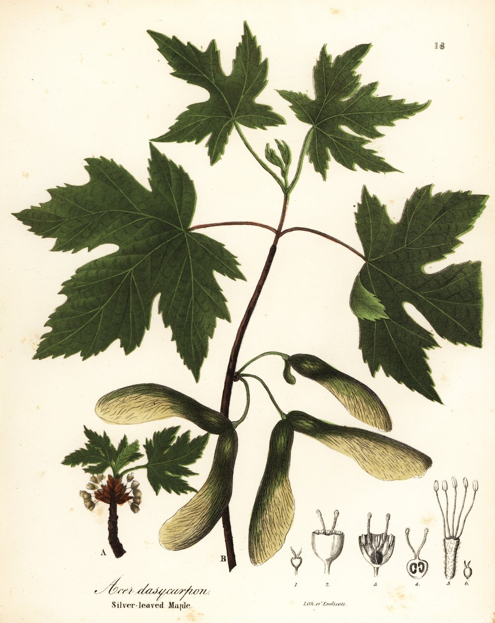 Arce plateado, Acer saccharinum (Silver-leaved maple, Acer dasycarpum) de Endicott Endicott