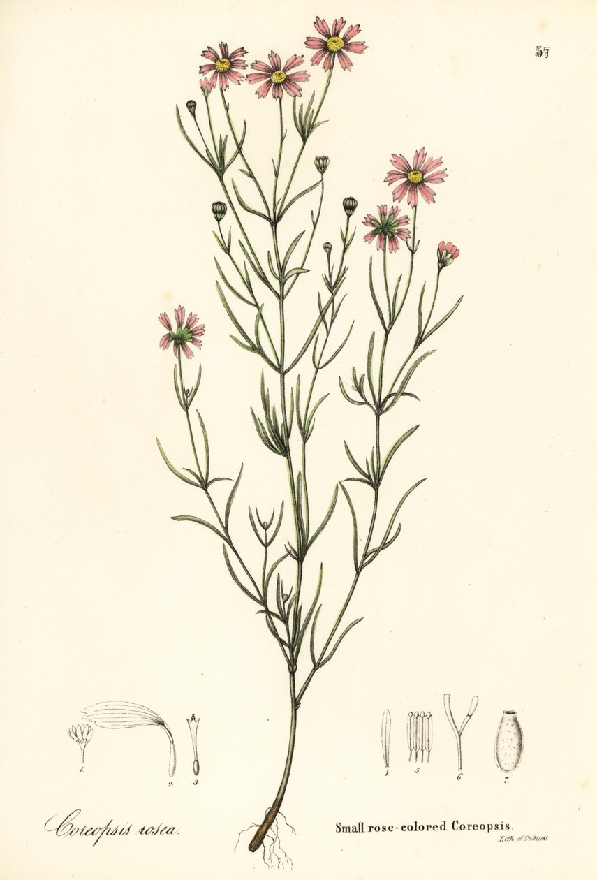 Coreopsis pequeña de color rosa, Coreopsis rosea de Endicott Endicott