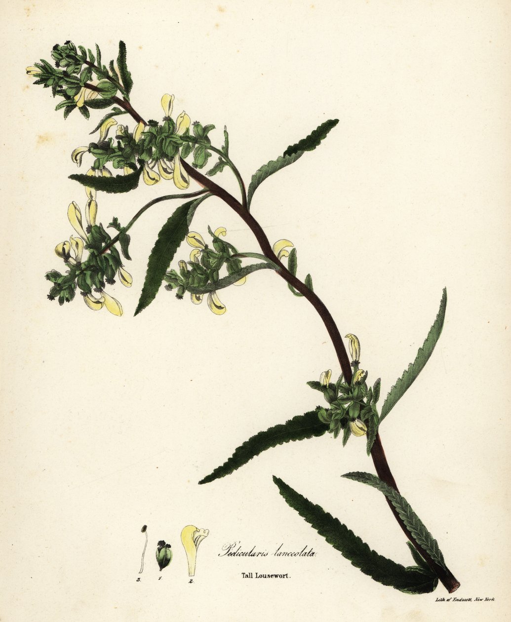 Hierba piojo alta o hierba piojo de pantano, Pedicularis lanceolata de Endicott Endicott