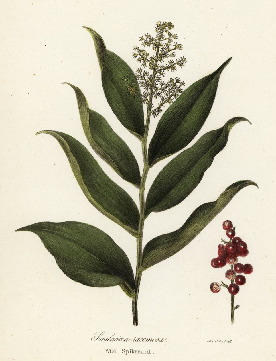 Treacleberry, Maianthemum racemosum (Nardo silvestre, Smilacina racemosa) de Endicott Endicott
