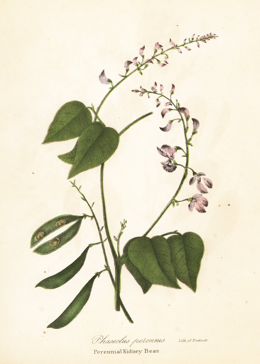 Frijol silvestre, Phaseolus polystachios (Frijol perenne, Phaseolus perennis) de Endicott Endicott