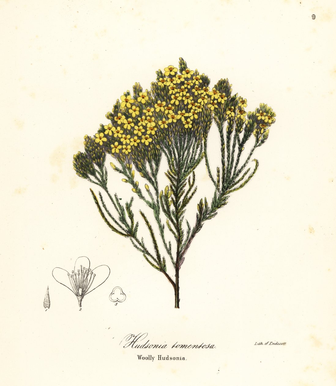 Brezo de playa lanudo, brezo de playa, brezo de arena o hudsonia lanuda, Hudsonia tomentosa de Endicott Endicott
