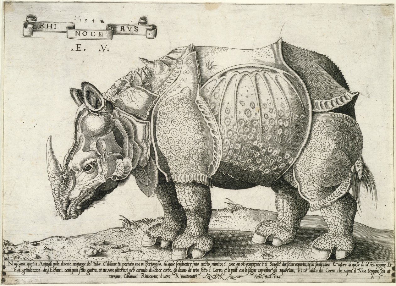 Rinoceronte, 1548 de Enea Vico