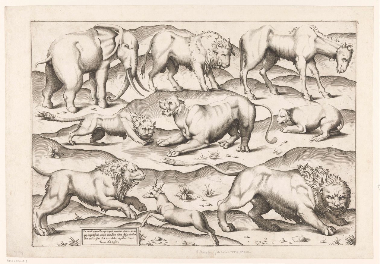 Nueve animales salvajes Animales a pinturas murales antiguas (título de la serie) Speculum Romanae Magnificentiae (título de la serie) de Enea Vico (attributed to)