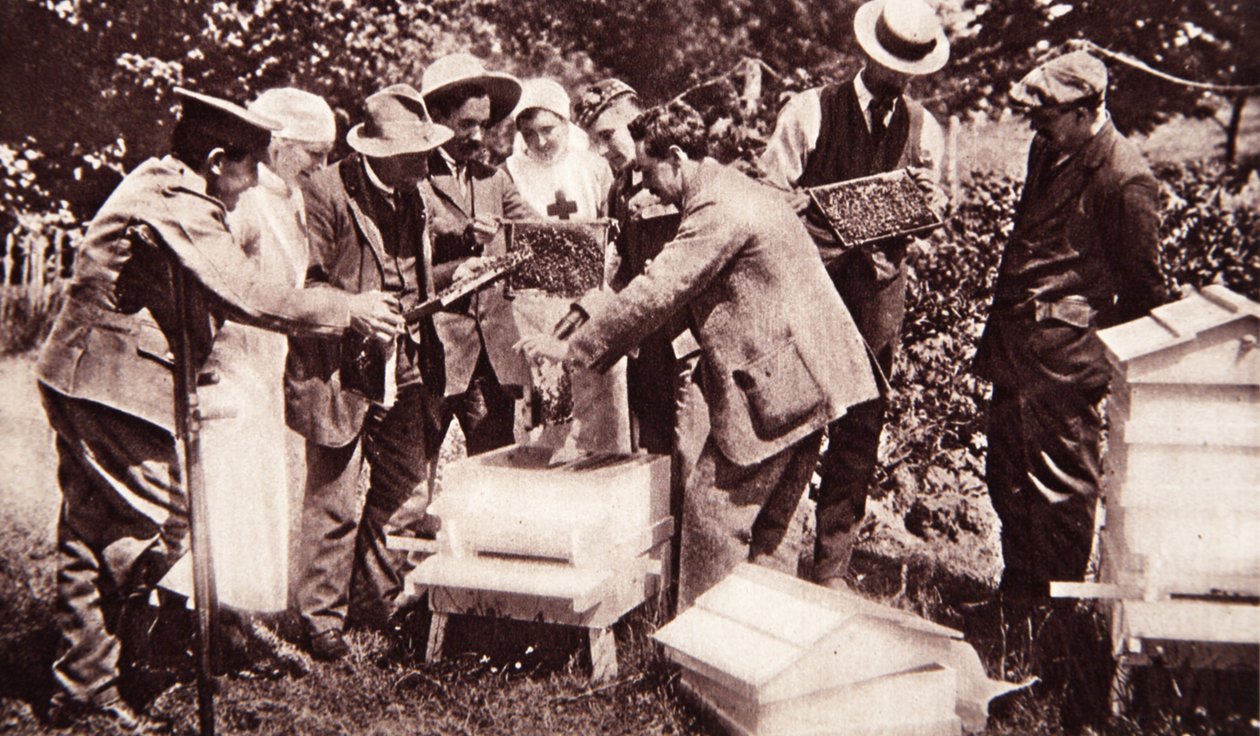 Instrucción en apicultura bajo el esquema de Lord Eglinton: examen de panales, de The Illustrated War News, 5 de julio de 1916 de English Photographer