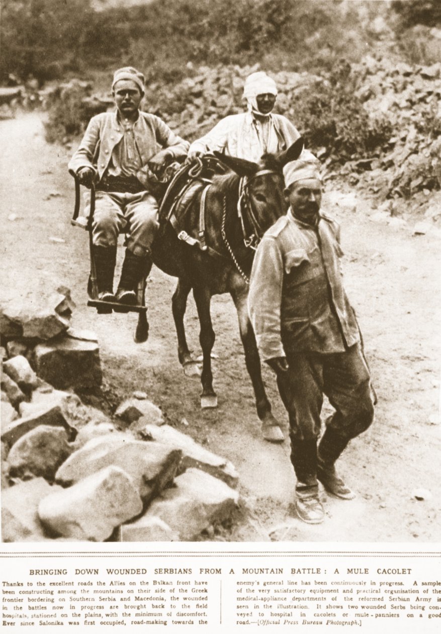 Bajando serbios heridos de una batalla en la montaña: un cacolet de mula, ilustración de The Illustrated War News, septiembre de 1916 de English Photographer