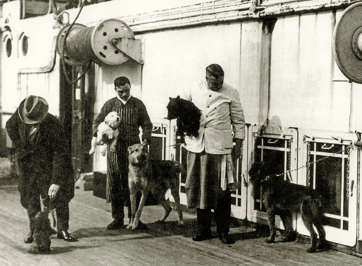 Perros cuidados por miembros de la tripulación del Titanic, 1912 de English Photographer