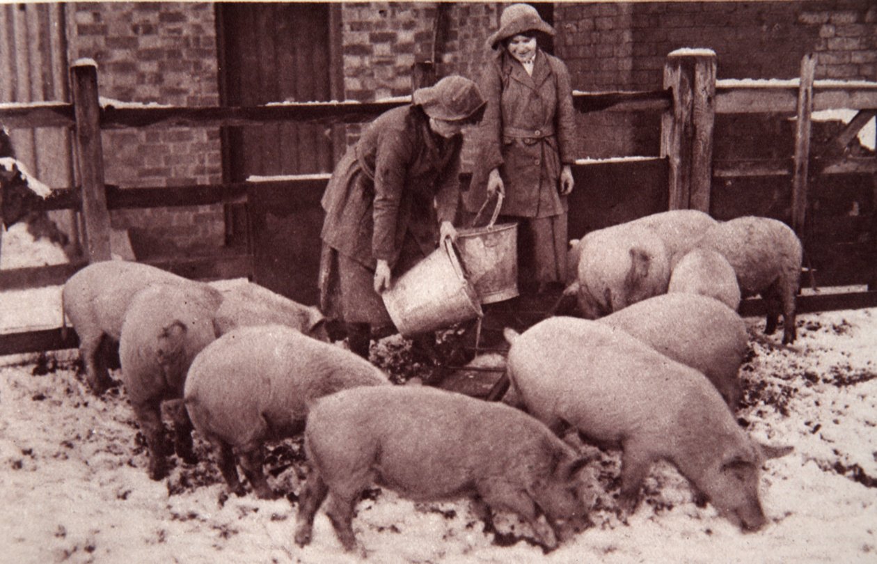 Alimentando a los cerdos, ilustración de The Illustrated War News, enero de 1917 de English Photographer