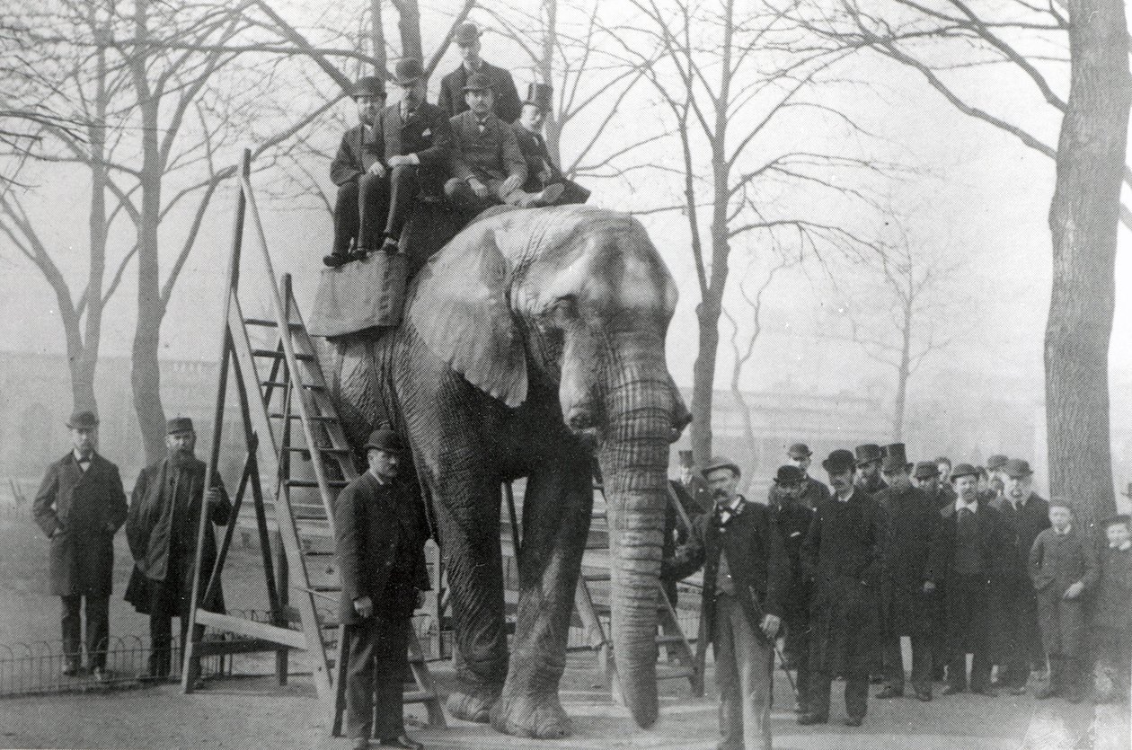 Jumbo en los escalones de montar del Zoológico de Londres, probablemente marzo de 1882 de English Photographer
