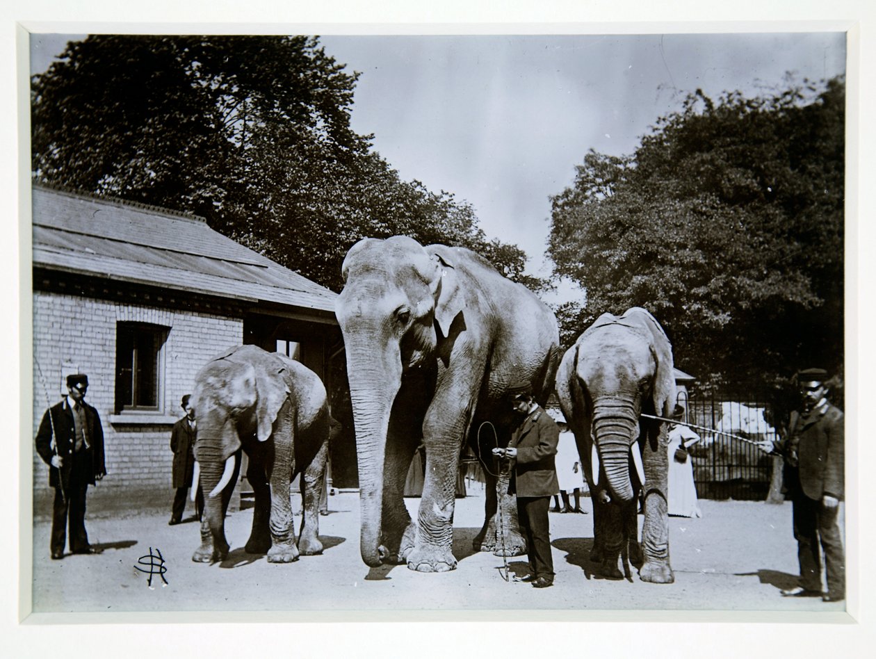 Jumbo el Elefante en el Zoológico de Londres, 1870s de English Photographer
