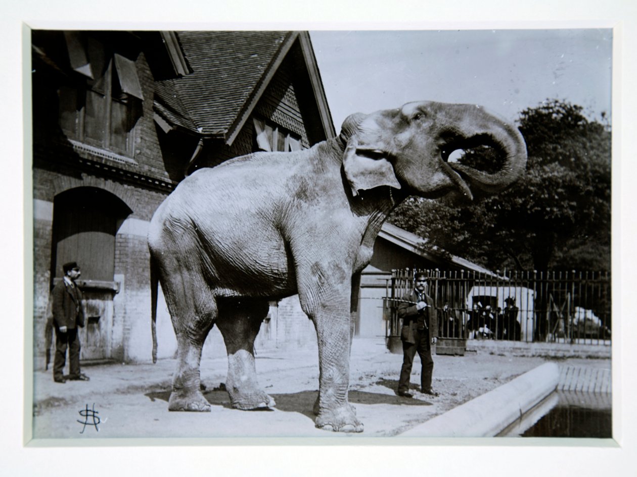 Jumbo el Elefante en el Zoológico de Londres, 1870s de English Photographer