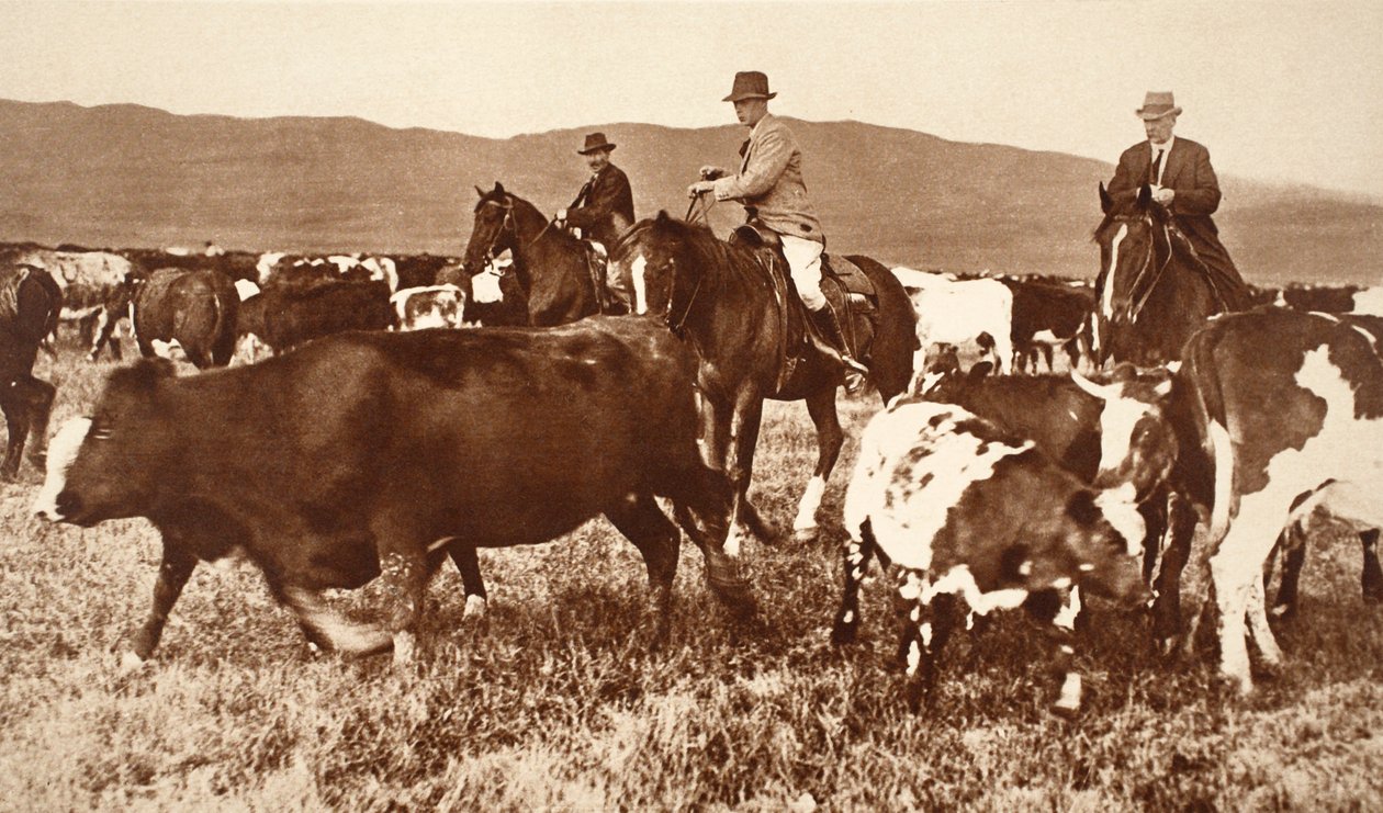 El Rey Eduardo VIII reuniendo ganado en Alberta, Canadá, años 1920 de English Photographer