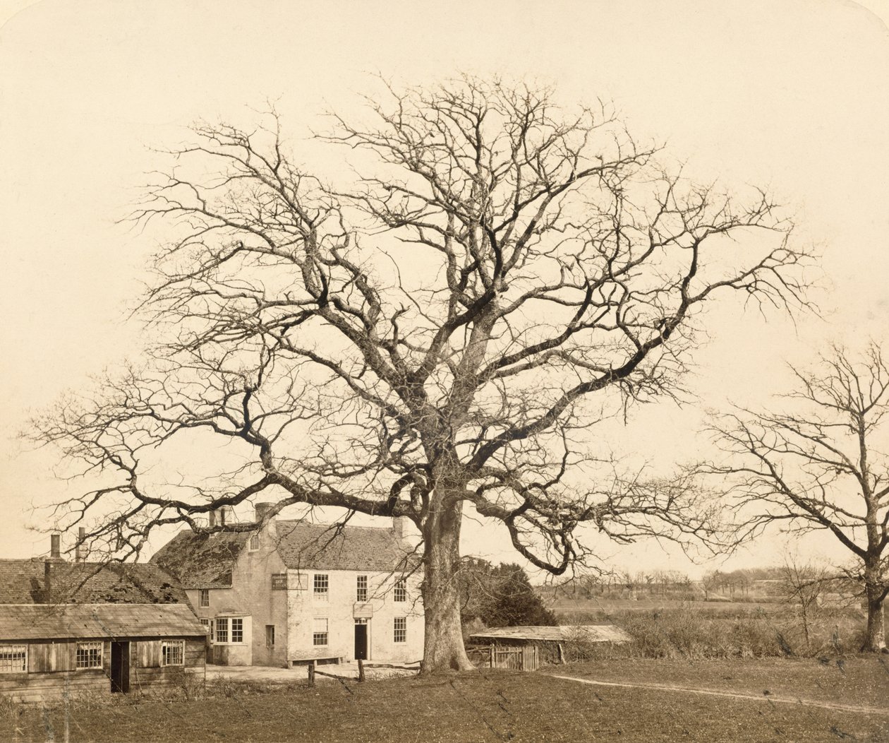 Roble (en invierno) Friars Oak, Clayton, Sussex, 1860 de English Photographer
