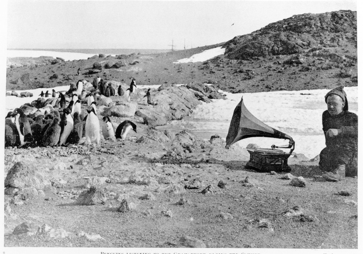 Pingüinos escuchando el gramófono durante la expedición antártica de Shackleton 1907-09, de El Corazón de la Antártida por Shackleton (1874-1922) publicado en 1909 de English Photographer