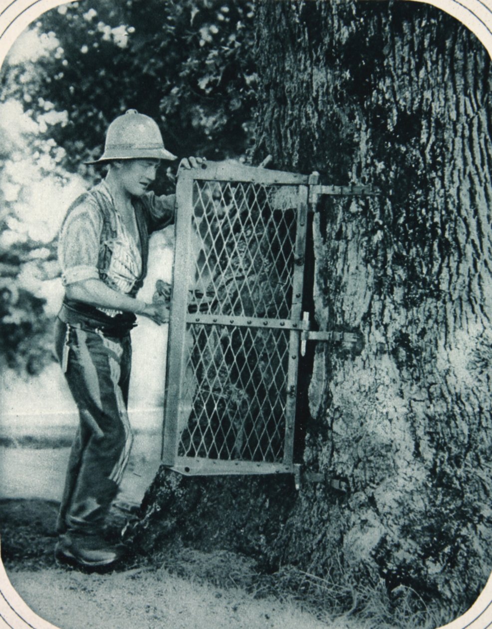 La ingeniosidad de Tommy: un árbol hueco como despensa de carne, ilustración de The Illustrated War News, 27 de septiembre de 1916 de English Photographer