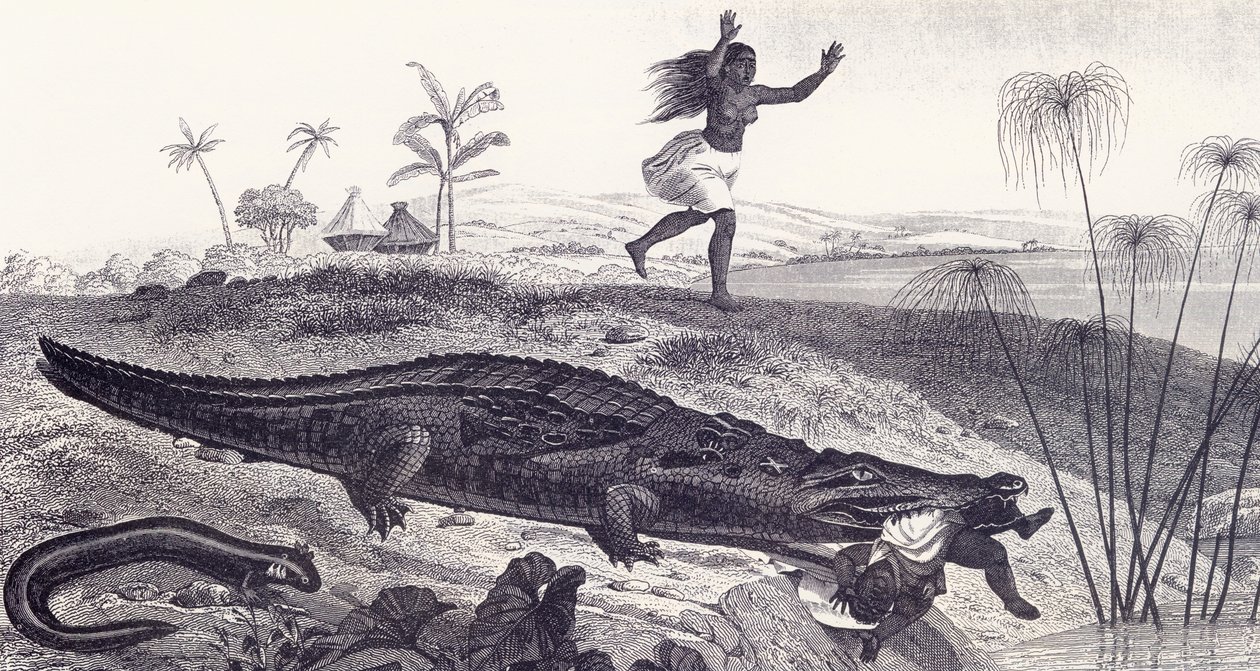 Un cocodrilo arrebata a un niño de una aldea africana de English School