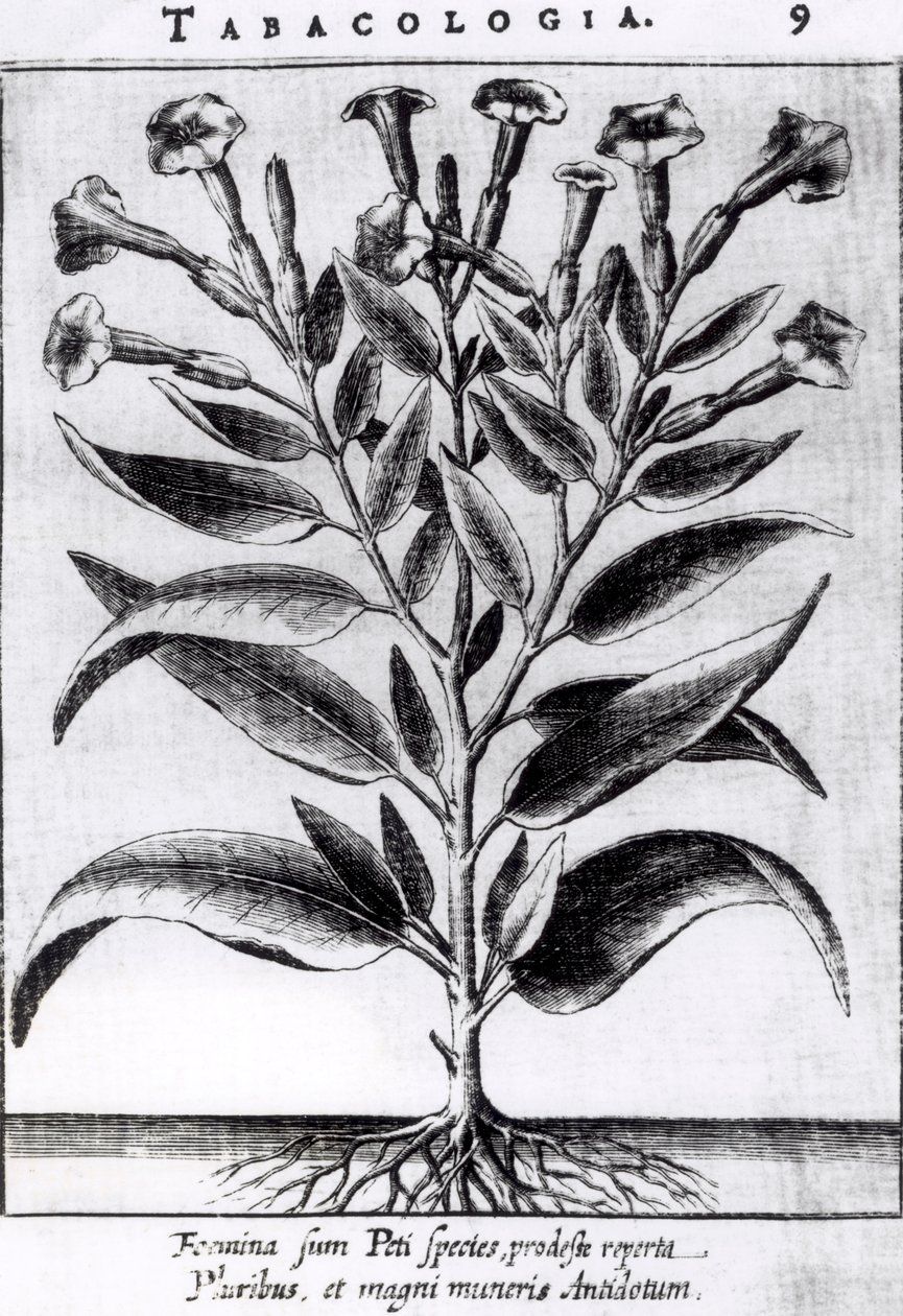 Una Planta de Tabaco, 1622 de English School