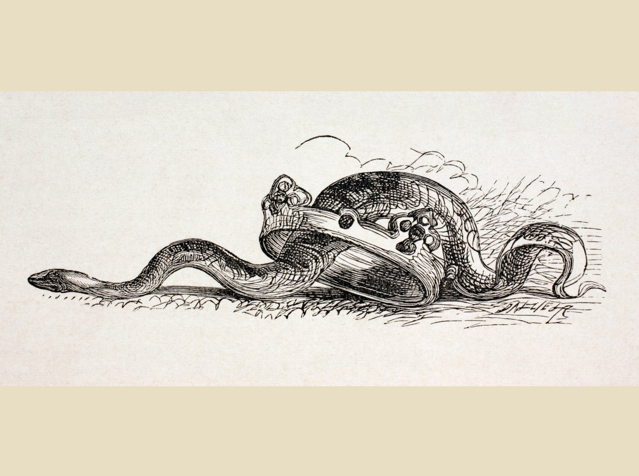 Una serpiente se desliza a través de una corona real, 1890 de English School