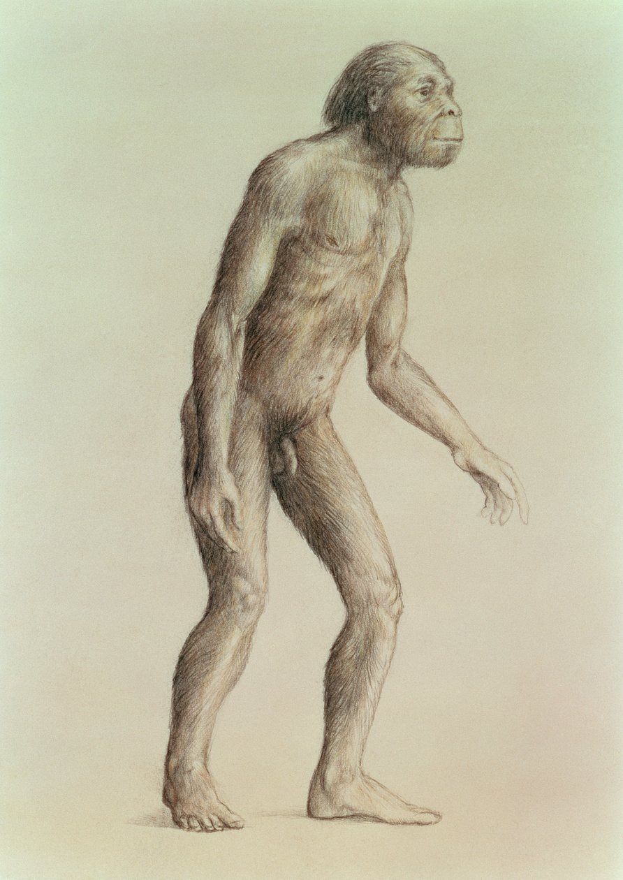 Australopithecus Africanus de English School