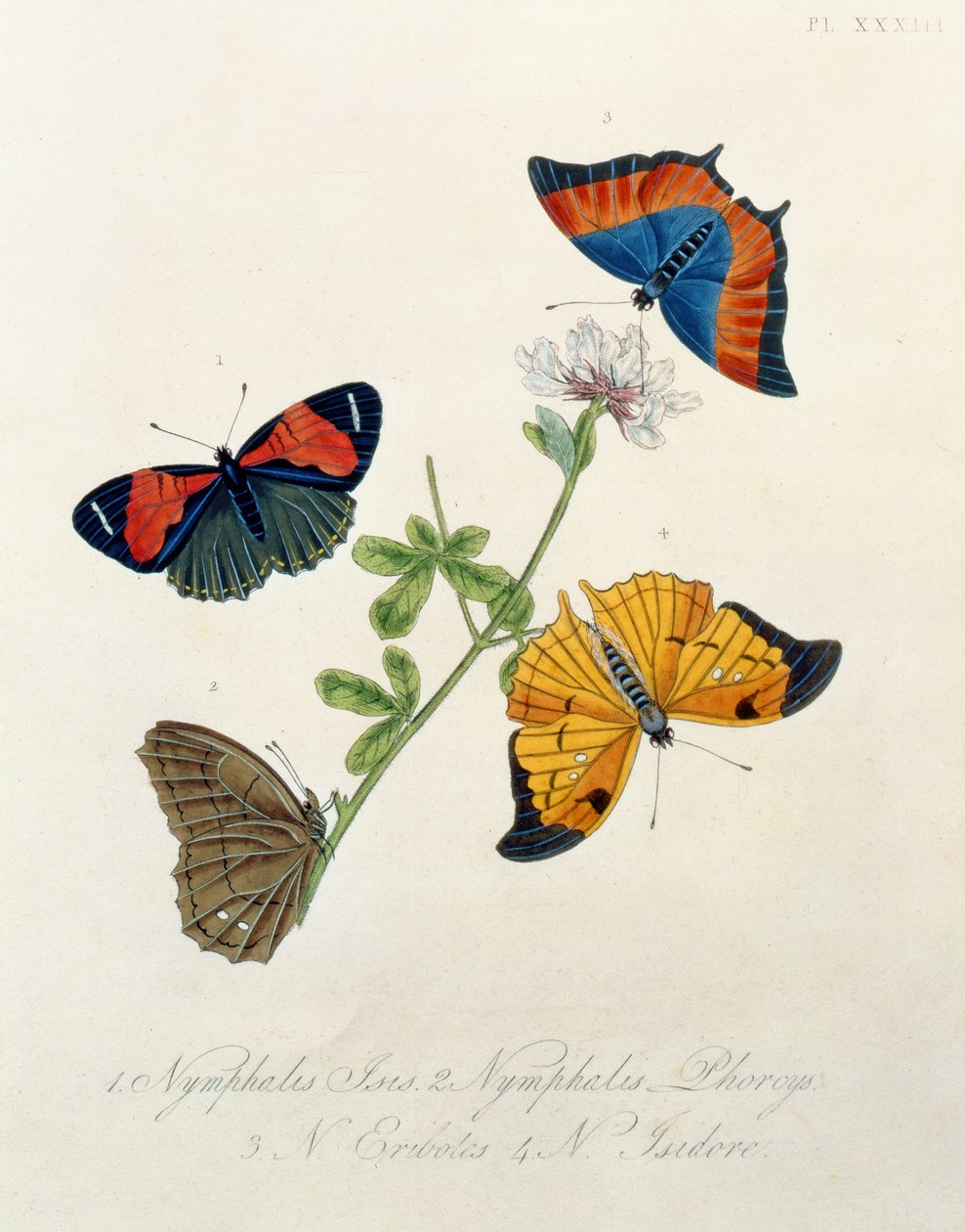Mariposas, de Insectos de India por Edward Donovan (1768-1837) de English School