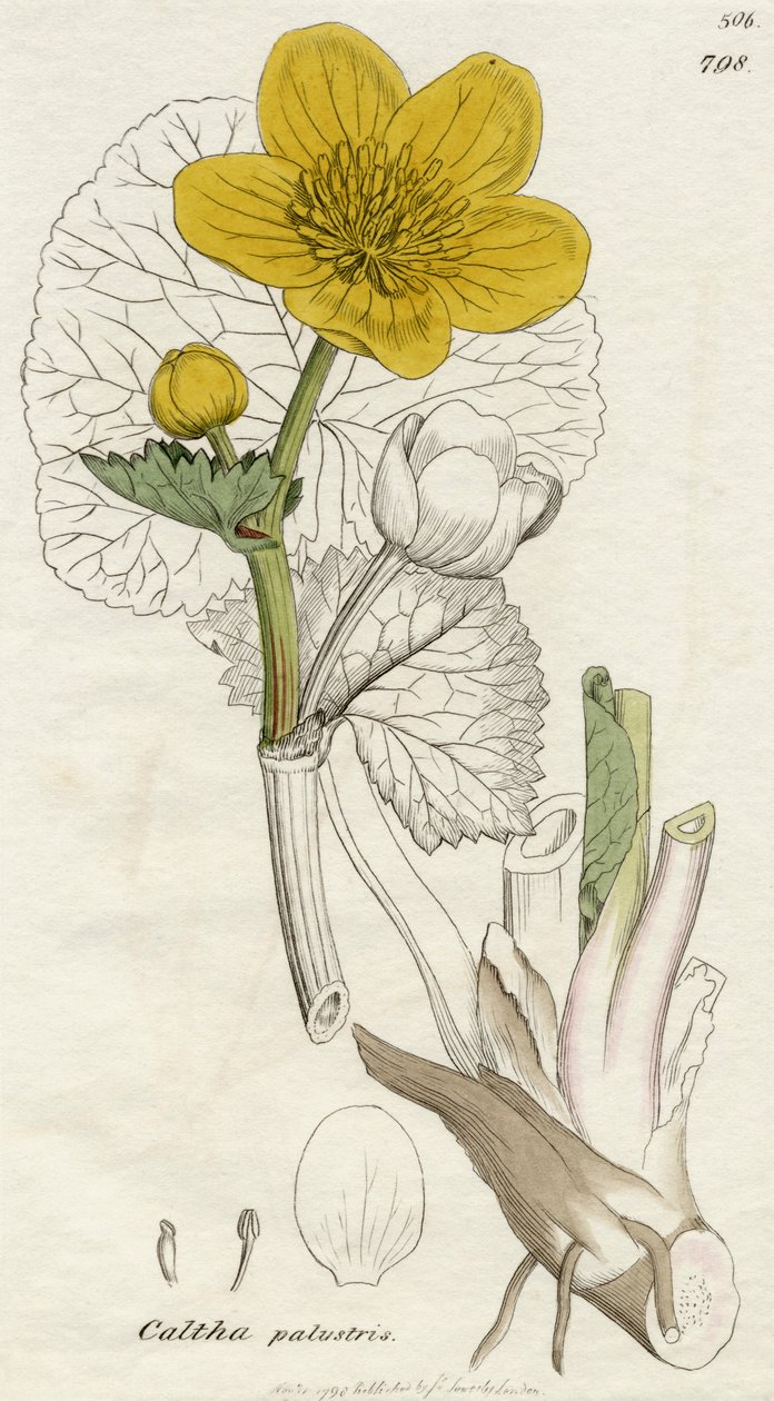 Caltha Palustris (Caléndula de los pantanos) publicado en Londres 1798 de English School