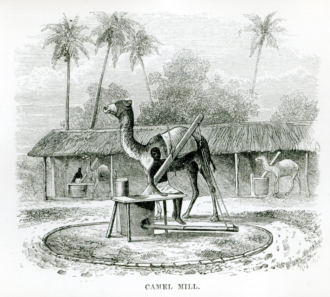 Molino de Camellos, de 