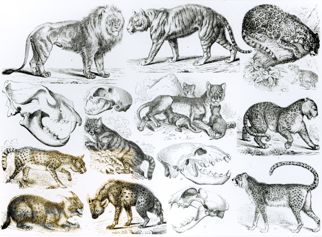 Animales carnívoros de English School