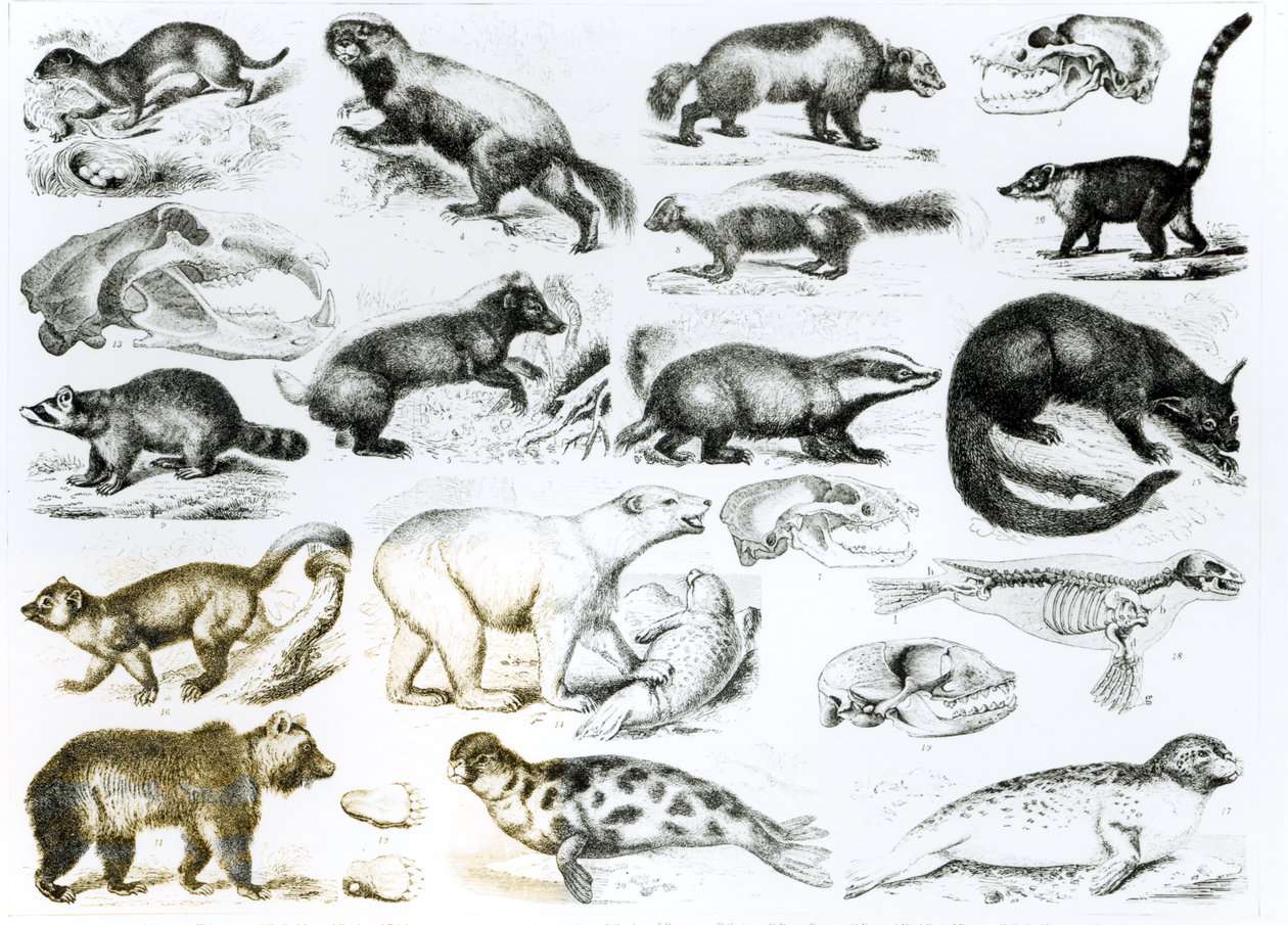 Animales carnívoros de English School