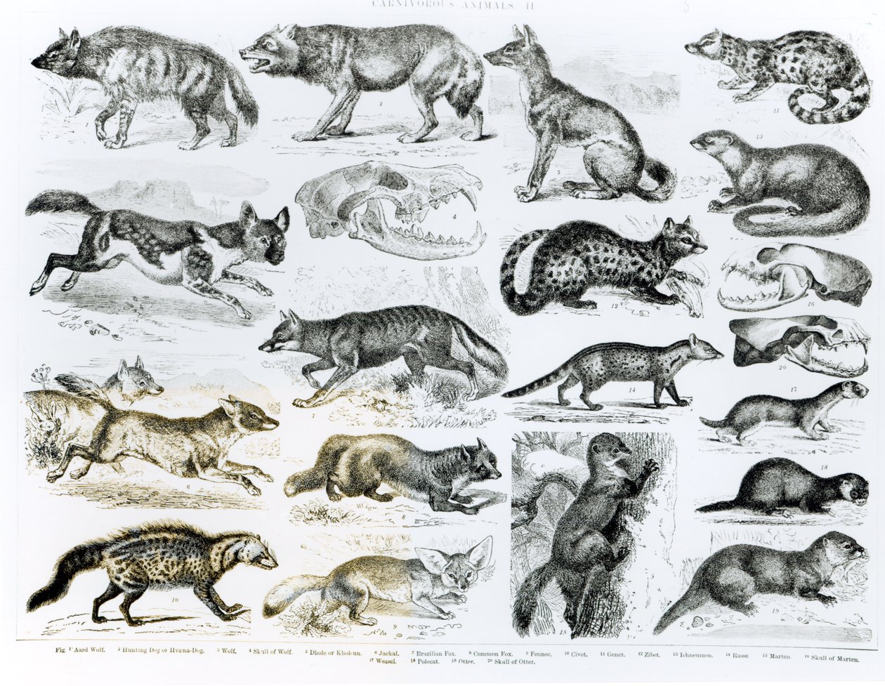Animales carnívoros de English School