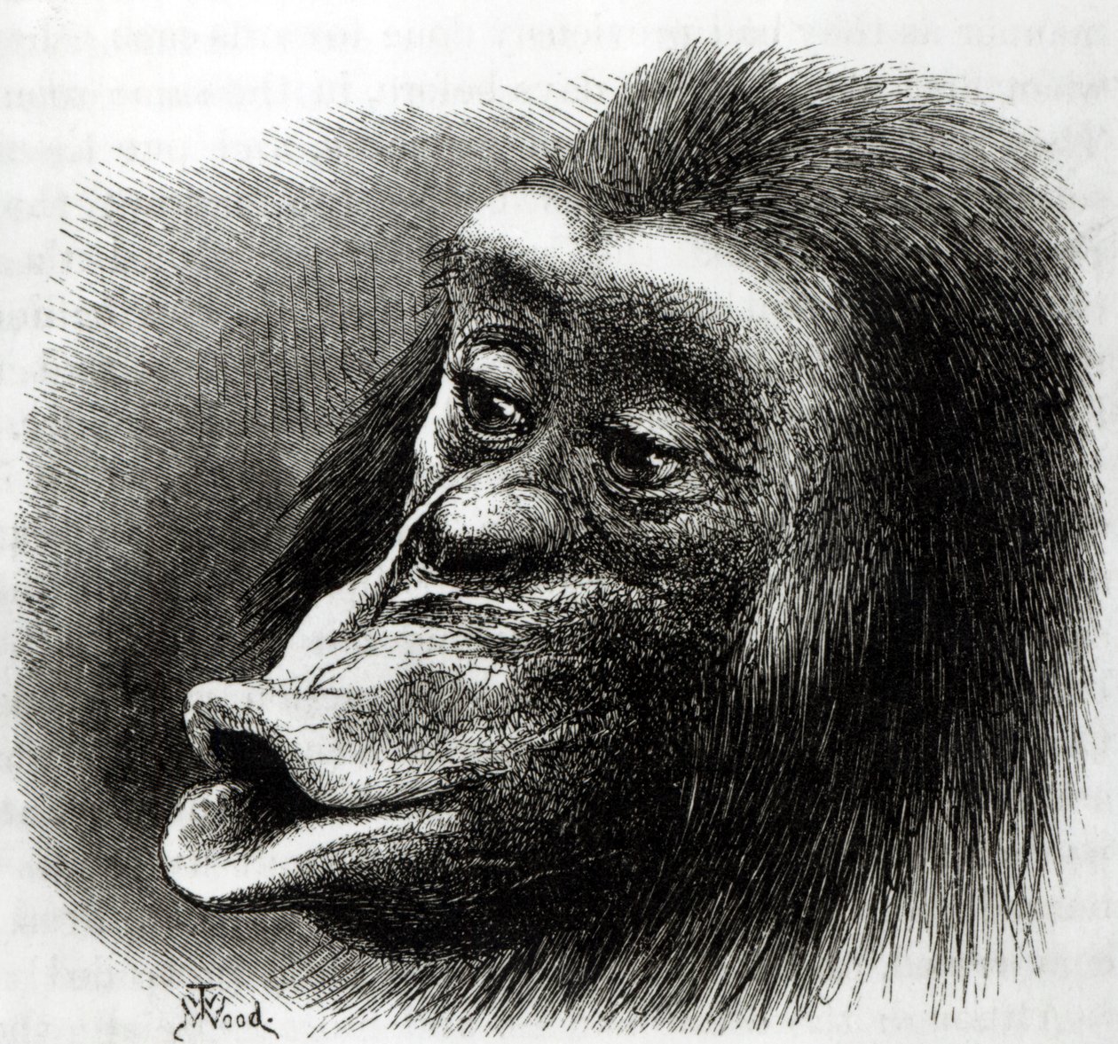 Chimpancé decepcionado y malhumorado de English School