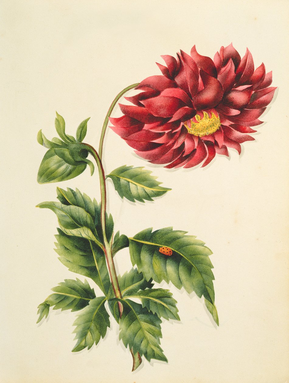 Crisantemo, de Flores, un Manuscrito Botánico Inglés, c.1840 de English School