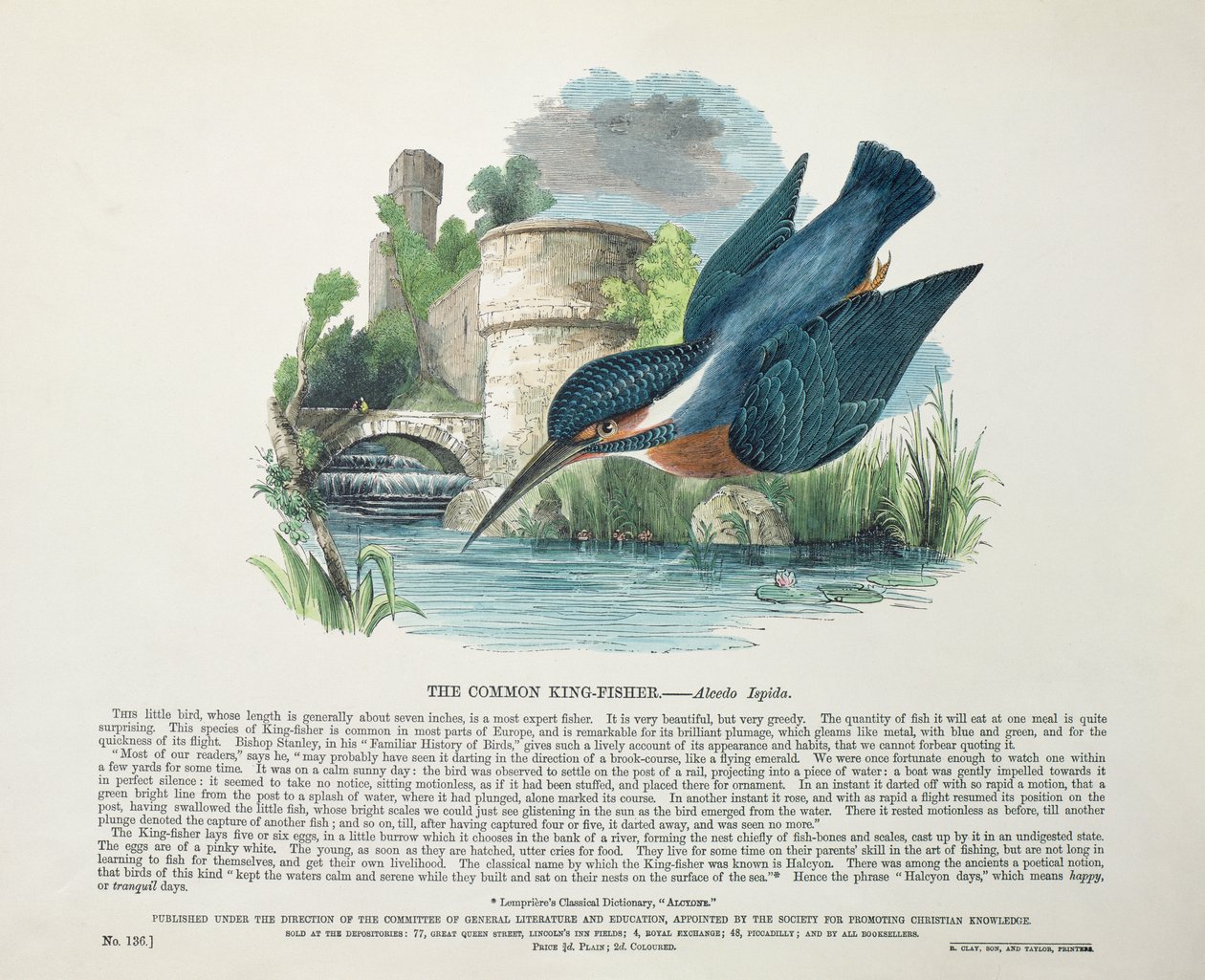 Martín Pescador Común (Alcedo Ispida) de English School