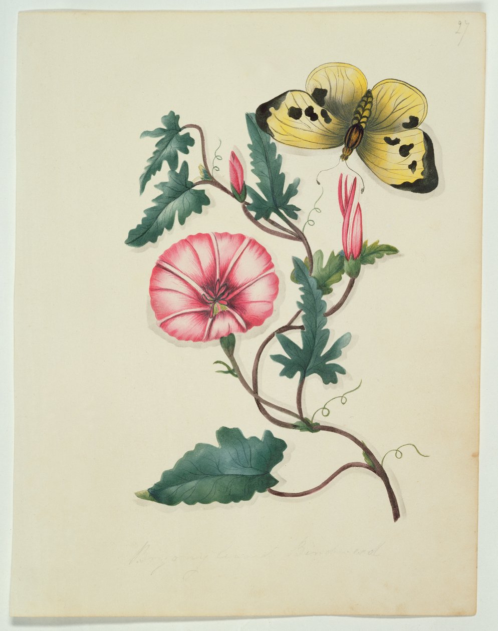 Campanilla con Mariposa Amarilla, de Flores, un Manuscrito Botánico Inglés, c.1840 de English School