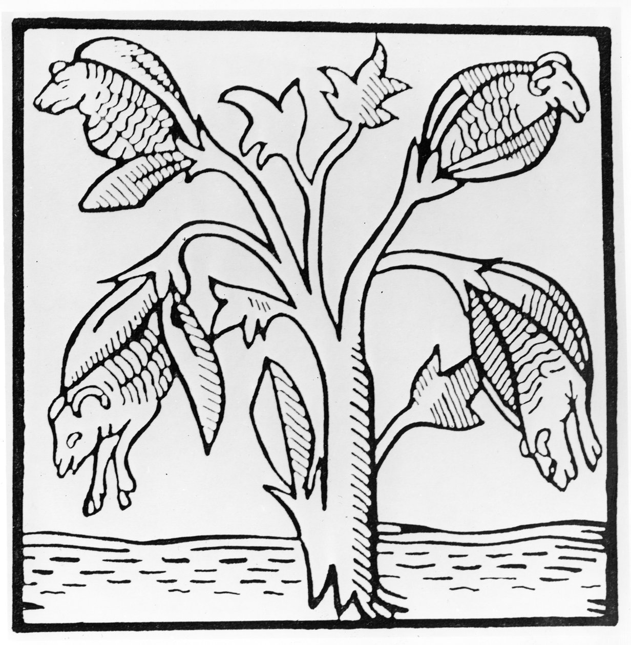 Planta de algodón, según lo imaginado por John Mandeville de English School