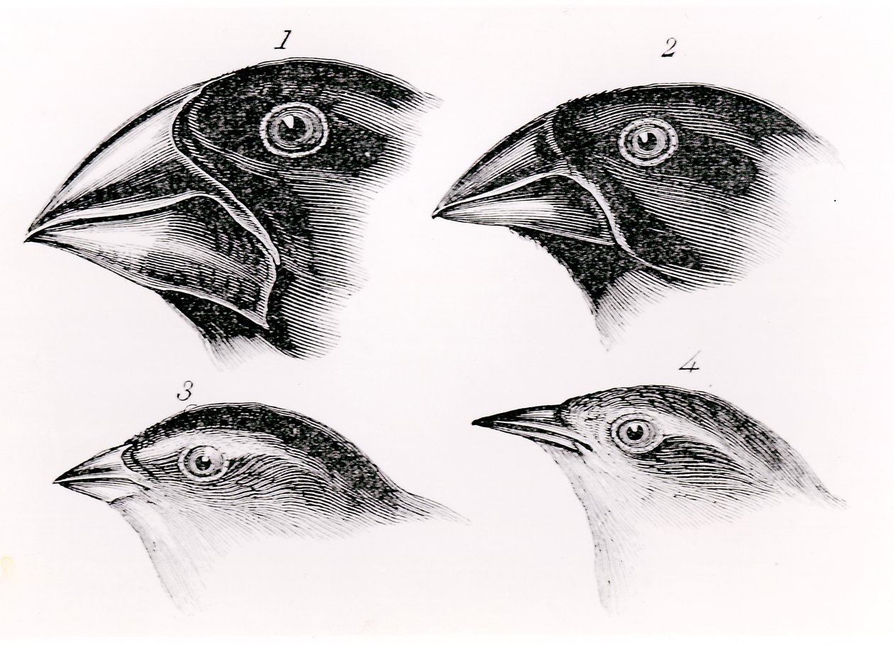 Observaciones de aves de Darwin de English School